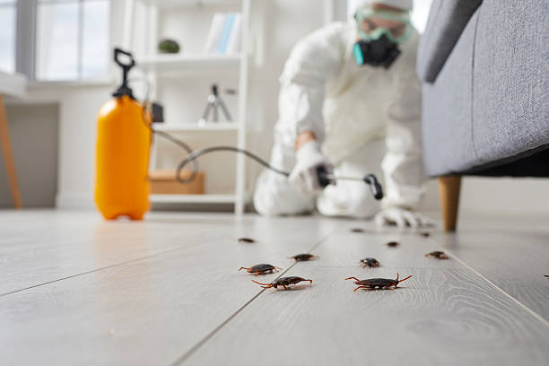 Commercial Kitchen Cockroach Control in Ogdensburg